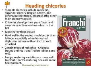 Heading chicories
• Storable chicories include radicchio,
sugarloaf chicory, Belgian endive, and
others, but not frisée, e...