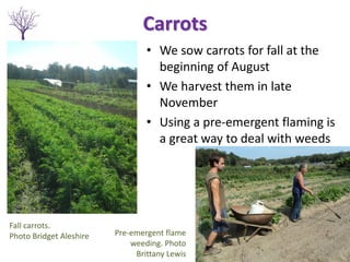 Carrots
• We sow carrots for fall at the
beginning of August
• We harvest them in late
November
• Using a pre-emergent fla...