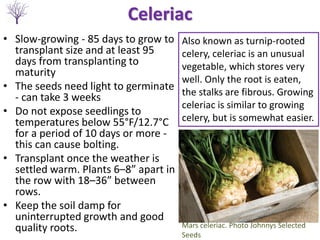 Celeriac
Mars celeriac. Photo Johnnys Selected
Seeds
Also known as turnip-rooted
celery, celeriac is an unusual
vegetable,...