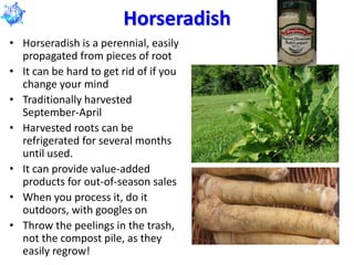 Horseradish
• Horseradish is a perennial, easily
propagated from pieces of root
• It can be hard to get rid of if you
chan...