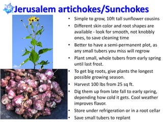 Jerusalem artichokes/Sunchokes
• Simple to grow, 10ft tall sunflower cousins
• Different skin color and root shapes are
av...