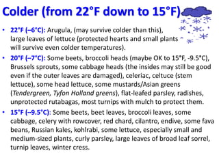Colder (from 22°F down to 15°F)
• 22°F (–6°C): Arugula, (may survive colder than this),
large leaves of lettuce (protected...