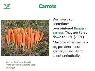 Carrots
• We have also
sometimes
overwintered Danvers
carrots. They are hardy
down to 12°F (-11°C)
• Meadow voles can be a...