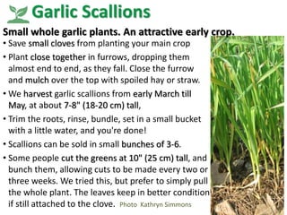 Garlic Scallions
• Save small cloves from planting your main crop
• Plant close together in furrows, dropping them
almost ...