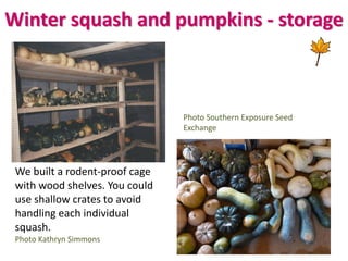 Winter squash and pumpkins - storage
We built a rodent-proof cage
with wood shelves. You could
use shallow crates to avoid...