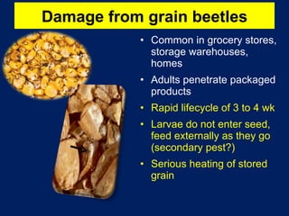 Common in grocery stores, storage warehouses, homes  Adults penetrate packaged products Rapid lifecycle of 3 to 4 wk Larvae do not enter seed, feed externally as they go (secondary pest?) Serious heating of stored grain Damage from grain beetles 
