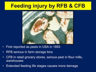 Feeding injury by RFB & CFB First reported as pests in USA in 1893 RFB serious in farm storage bins CFB in retail grocery stores, serious pest in flour mills, warehouses Extended feeding life stages causes more damage 