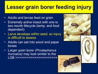 Lesser grain borer feeding injury  Adults and larvae feed on grain Extremely active insect with one to two month lifecycle (temp. and food dependent) Larva develops within seed, so injury is difficult to assess Adults can eat into wood and paper boxes Larger grain borer  (Prostephanus truncatus)  may look similar to the LGB >>>>>>>>>>>>>>>>>>>>>> 