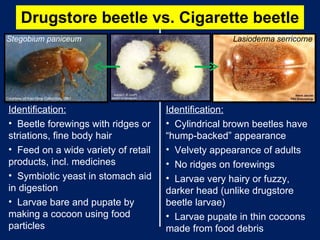 Drugstore beetle vs. Cigarette beetle  Identification: Beetle forewings with ridges or striations, fine body hair Feed on a wide variety of retail products, incl. medicines Symbiotic yeast in stomach aid in digestion Larvae bare and pupate by making a cocoon using food particles Identification: Cylindrical brown beetles have “hump-backed” appearance Velvety appearance of adults No ridges on forewings Larvae very hairy or fuzzy, darker head (unlike drugstore beetle larvae) Larvae pupate in thin cocoons made from food debris Stegobium paniceum Lasioderma serricorne 