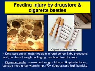 Feeding injury by drugstore & cigarette beetles Drugstore beetle : major problem in retail stores & dry processed food; can bore through packaging, cardboard and tin cans Cigarette beetle :  narrow host range - tobacco & spice factories; damage more under warm temp. (70+ degrees) and high humidity Cigarette beetle damage 