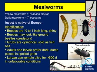 Mealworms Yellow mealworm =  Tenebrio molitor Dark mealworm =  T. obscurus Identification : Beetles are ½ to 1 inch long, shiny Beetles may look like ground beetles (predatory) Grubs are cylindrical, sold as fish bait Adults and larvae prefer dark, damp places in spoiled grain Larvae can remain alive for >600 d in unfavorable conditions Insect is native of Europe. 1 2 3 4 Ground beetle 1 2 3 4 5 5 tarsal segments 