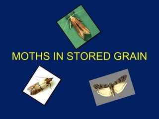MOTHS IN STORED GRAIN 