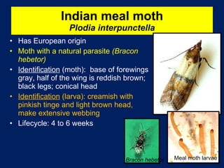 Indian meal moth Plodia interpunctella Has European origin Moth with a natural parasite  (Bracon hebetor) Identification  (moth):  base of forewings gray, half of the wing is reddish brown; black legs; conical head Identification  (larva): creamish with pinkish tinge and light brown head, make extensive webbing Lifecycle: 4 to 6 weeks Meal moth larvae Bracon hebetor 