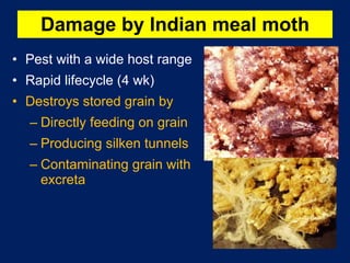 Damage by Indian meal moth Pest with a wide host range Rapid lifecycle (4 wk) Destroys stored grain by  Directly feeding on grain Producing silken tunnels Contaminating grain with excreta 