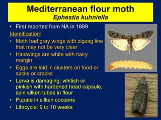 Mediterranean flour moth Ephestia kuhniella First reported from NA in 1889 Identification : Moth had gray wings with zigzag line that may not be very clear Hindwings are white with hairy margin Eggs are laid in clusters on food or sacks or cracks Larva is damaging: whitish or pinkish with hardened head capsule, spin silken tubes in flour Pupate in silken cocoons  Lifecycle: 9 to 10 weeks 