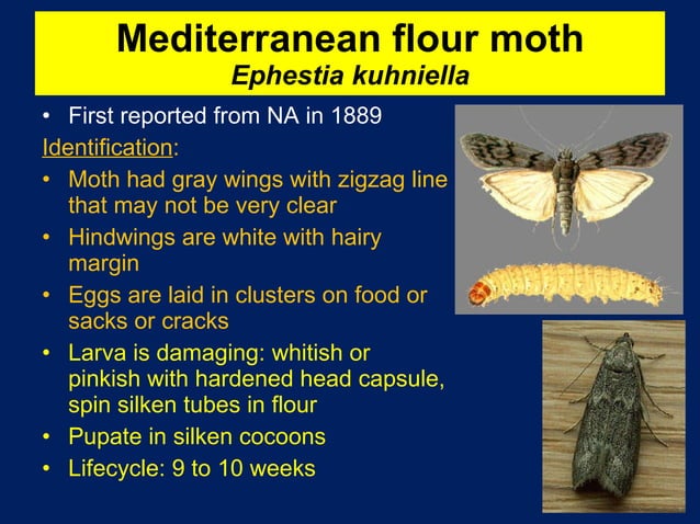Stored Grain Insect Pests | PPT