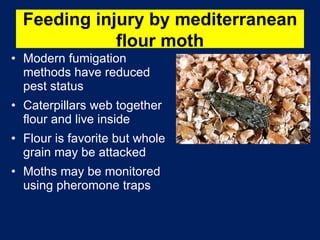 Modern fumigation methods have reduced pest status Caterpillars web together flour and live inside Flour is favorite but whole grain may be attacked Moths may be monitored using pheromone traps Feeding injury by mediterranean flour moth 