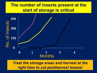 0 150 300 450 0 1 2 3 4 No. of Insects Months The number of insects present at the start of storage is critical Treat the storage areas and harvest at the right time to cut postharvest losses! 