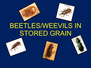 BEETLES/WEEVILS IN STORED GRAIN 