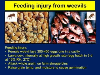 Feeding injury from weevils Feeding injury :  Female weevil lays 300-400 eggs one in a cavity Larva dev. internally at high growth rate (egg hatch in 3 d at 13% RH, 27C) Attack whole grain, on farm storage bins Raise grain temp. and moisture to cause germination 