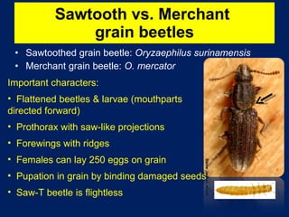 Sawtooth vs. Merchant  grain beetles Sawtoothed grain beetle:  Oryzaephilus surinamensis Merchant grain beetle:  O. mercator Important characters: Flattened beetles & larvae (mouthparts directed forward)  Prothorax with saw-like projections Forewings with ridges Females can lay 250 eggs on grain Pupation in grain by binding damaged seeds Saw-T beetle is flightless 