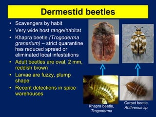 Stored Grain Insect Pests | PPT