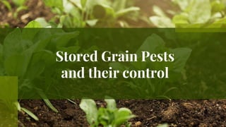 Stored Grain Pests
and their control
 