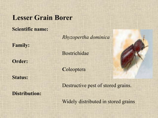 Lesser Grain Borer
Scientific name:
Rhyzopertha dominica
Family:
Bostrichidae
Order:
Coleoptera
Status:
Destructive pest of stored grains.
Distribution:
Widely distributed in stored grains
 