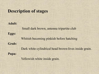 Description of stages
Adult:
Small dark brown, antenna tripartite club
Eggs:
Whitish becoming pinkish before hatching
Grub:
Dark white cylindrical head brown-lives inside grain.
Pupa:
Yellowish white inside grain.
 