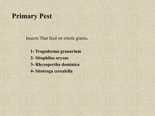 Primary Pest
Insects That feed on whole grains.
1- Trogoderma granarium
2- Sitophilus oryzae
3- Rhyzopertha dominica
4- Sitotroga cerealella
 