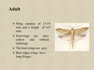 Adult
 Wing expanse of 13-19
mm and a length of 6-9
mm.
 Forewings are clay-
yellow and without
markings .
 The hind wings are grey
 Rear edges wings have
long fringes
 