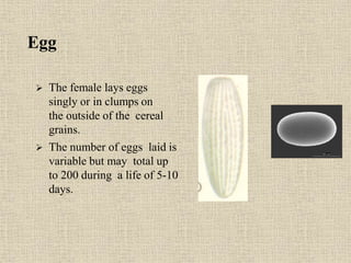 Egg
 The female lays eggs
singly or in clumps on
the outside of the cereal
grains.
 The number of eggs laid is
variable but may total up
to 200 during a life of 5-10
days.
 