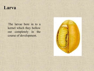 Larva
The larvae bore in to a
kernel which they hollow
out completely in the
course of development.
 