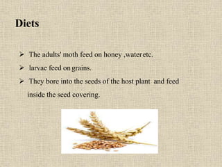 Diets
 The adults' moth feed on honey ,wateretc.
 larvae feed ongrains.
 They bore into the seeds of the host plant and feed
inside the seed covering.
 
