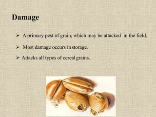 Damage
 A primary pest of grain, which may be attacked in the field.
 Most damage occurs instorage.
 Attacks all types of cerealgrains.
 
