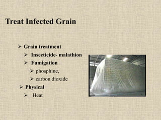 Treat Infected Grain
 Grain treatment
 Insecticide- malathion
 Fumigation
 phosphine,
 carbon dioxide
 Physical
 Heat
 