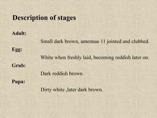 Description of stages
Adult:
Small dark brown, antennae 11 jointed and clubbed.
Egg:
White when freshly laid, becoming reddish later on.
Grub:
Dark reddish brown.
Pupa:
Dirty white ,later dark brown.
 