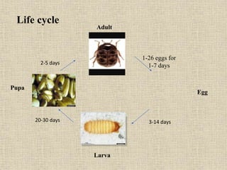 Life cycle
Egg
Adult
Larva
Pupa
3-14 days20-30 days
2-5 days
1-26 eggs for
1-7 days
 