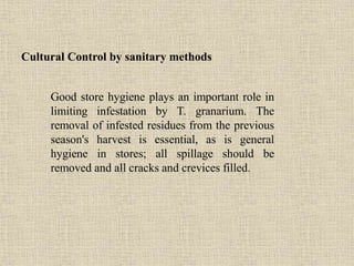 Good store hygiene plays an important role in
limiting infestation by T. granarium. The
removal of infested residues from the previous
season's harvest is essential, as is general
hygiene in stores; all spillage should be
removed and all cracks and crevices filled.
Cultural Control by sanitary methods
 