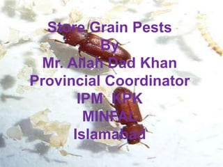 Store Grain Pests
By
Mr. Allah Dad Khan
Provincial Coordinator
IPM KPK
MINFAL
Islamabad
 