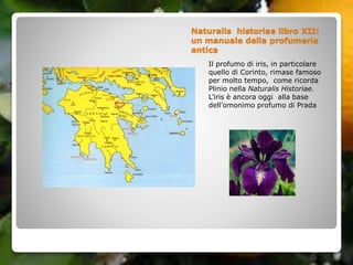 Naturalis historiae libro XII:
un manuale della profumeria
antica
Il profumo di iris, in particolare
quello di Corinto, rimase famoso
per molto tempo, come ricorda
Plinio nella Naturalis Historiae.
L’iris è ancora oggi alla base
dell’omonimo profumo di Prada
 