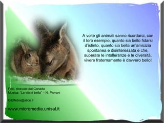 A volte gli animali sanno ricordarci, con il loro esempio, quanto sia bello fidarsi d’istinto, quanto sia bella un’amicizia spontanea e disinteressata e che, superate le intolleranze e le diversità, vivere fraternamente è davvero bello! Foto  ricevute dal Canada Musica: “La vita è bella” – N. Piovani [email_address] www.micromedia.unisal.it 