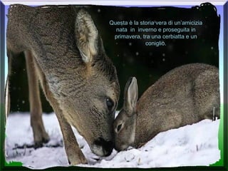 Questa è la storia vera di un’amicizia nata  in  inverno e proseguita in primavera, tra una cerbiatta e un coniglio. 