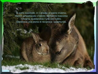 Si sono incontrati, in Canada, in pieno inverno. Hanno simpatizzato d’istinto  ed hanno trascorso l’inverno scaldandosi l’uno con l’altro. Sembrava una storia di reciproca  opportunità. 