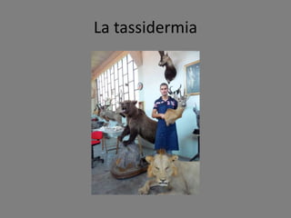 La tassidermia
 