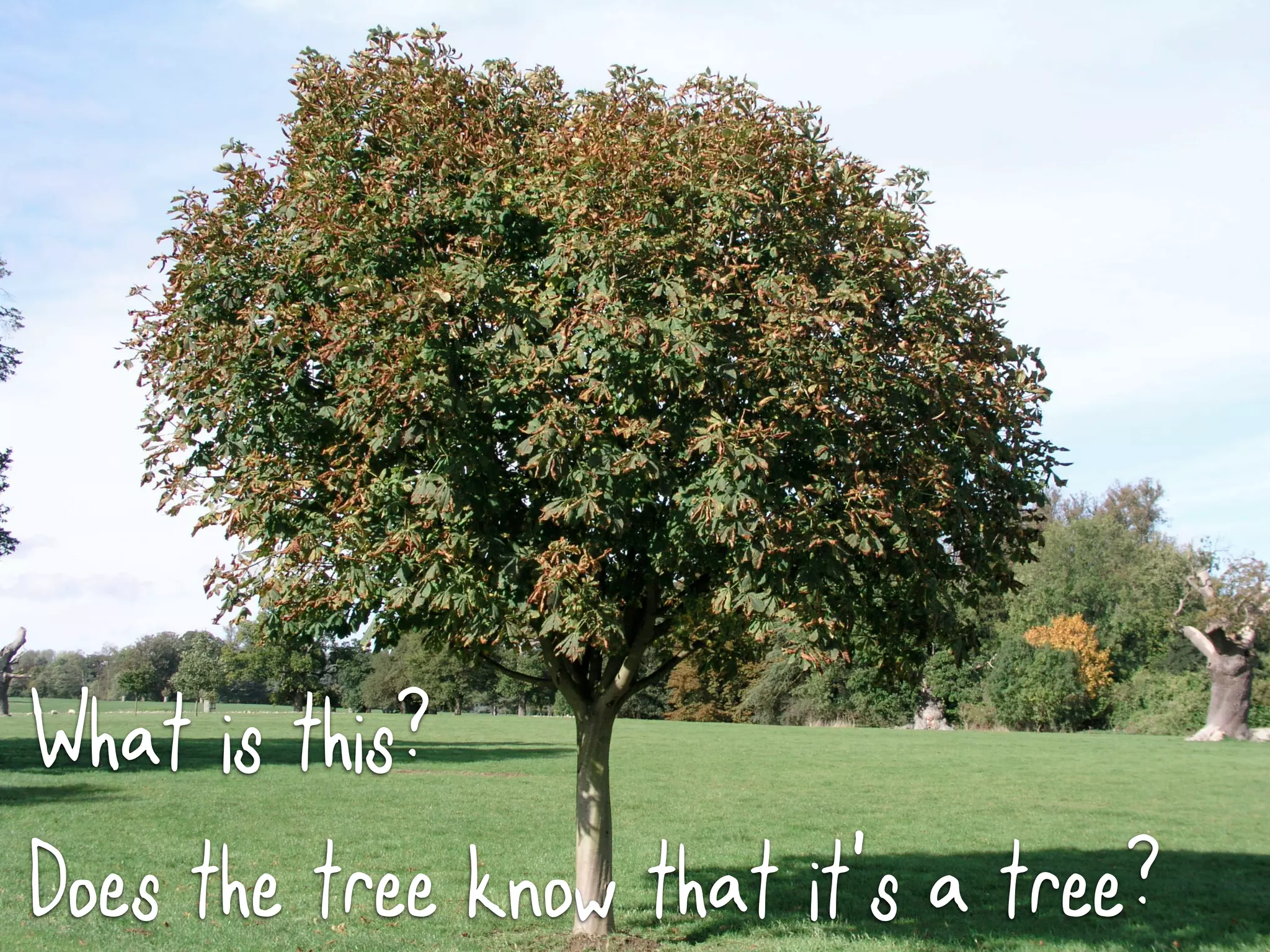 What is this?
Does the tree know that it’s a tree?
 