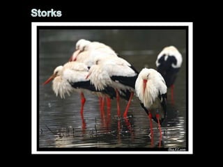 Storks