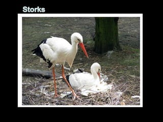 Storks