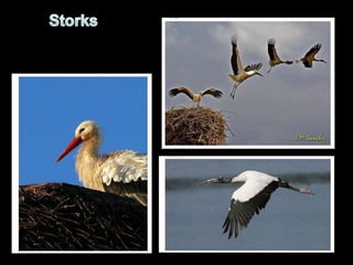 Storks