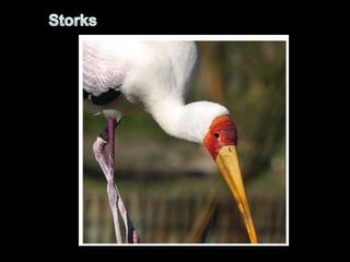 Storks